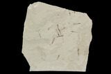 Fossil Crane Fly Larvae - Green River Formation #97405-1